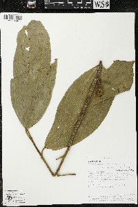 Matisia malacocalyx image