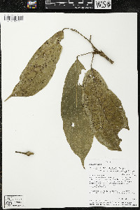 Matisia malacocalyx image