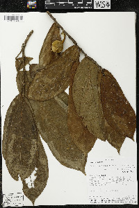 Matisia malacocalyx image