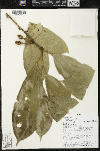 Matisia malacocalyx image