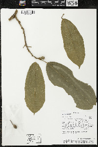 Matisia malacocalyx image