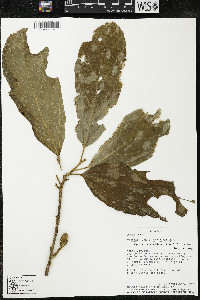 Matisia malacocalyx image