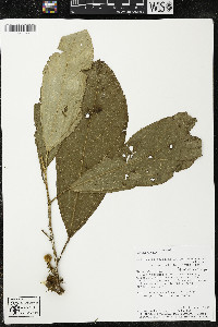 Matisia malacocalyx image