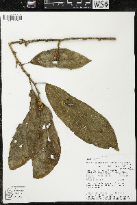 Matisia malacocalyx image