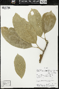 Matisia malacocalyx image