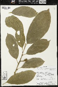 Matisia malacocalyx image