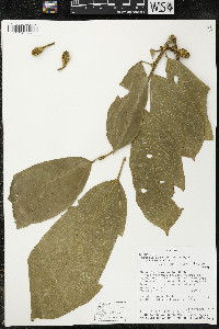 Matisia malacocalyx image