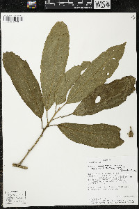 Matisia malacocalyx image