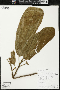 Matisia malacocalyx image