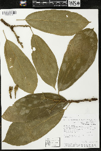 Matisia malacocalyx image