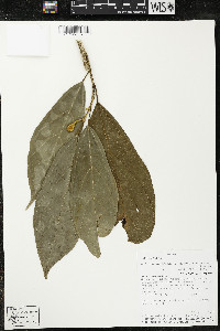 Matisia malacocalyx image