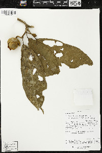 Matisia malacocalyx image