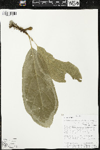 Matisia malacocalyx image