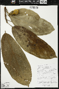 Matisia malacocalyx image