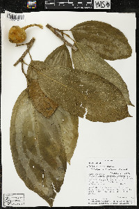 Matisia malacocalyx image