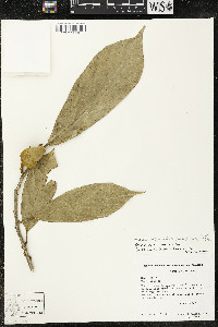 Matisia ochrocalyx image