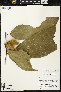 Matisia ochrocalyx image
