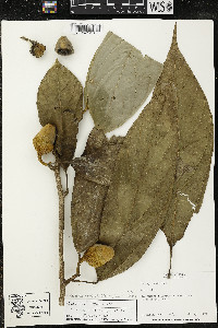 Matisia ochrocalyx image