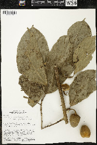 Matisia ochrocalyx image