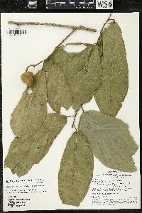 Matisia ochrocalyx image