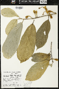 Matisia ochrocalyx image