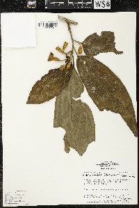 Matisia ochrocalyx image