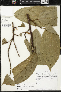 Matisia ochrocalyx image