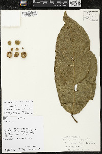 Matisia ochrocalyx image
