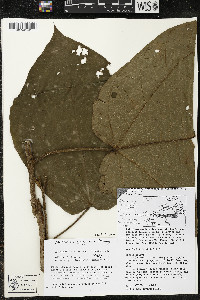Matisia obliquifolia image