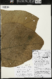 Matisia obliquifolia image