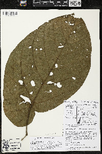 Matisia obliquifolia image