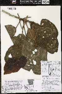 Matisia obliquifolia image