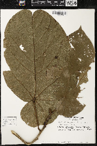 Matisia obliquifolia image