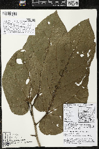 Matisia obliquifolia image