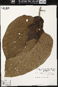 Matisia obliquifolia image