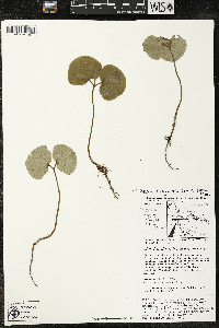 Matisia obliquifolia image