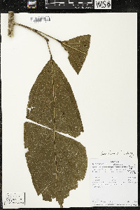Media resource of Matisia oblongifolia