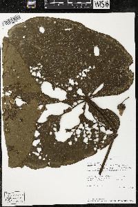 Matisia obliquifolia image