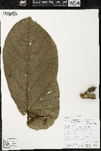 Matisia obliquifolia image