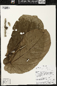 Matisia obliquifolia image