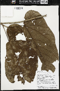 Matisia obliquifolia image