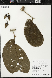 Matisia obliquifolia image