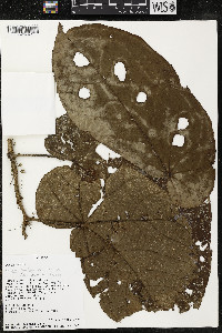 Matisia obliquifolia image