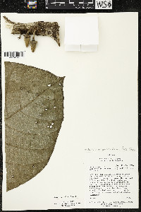 Matisia obliquifolia image