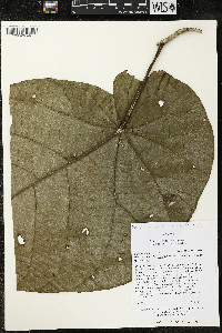 Matisia obliquifolia image