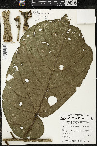Matisia obliquifolia image