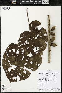 Matisia obliquifolia image