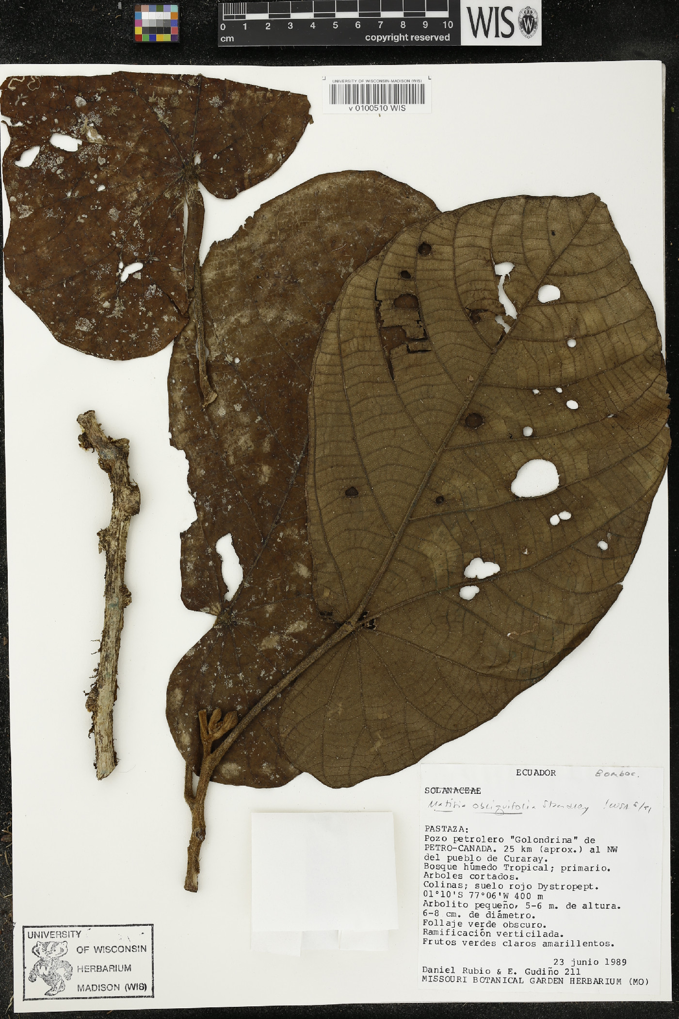 Matisia obliquifolia image