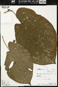 Matisia obliquifolia image