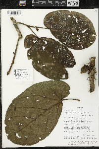 Matisia obliquifolia image